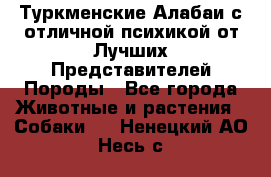 Туркменские Алабаи с отличной психикой от Лучших Представителей Породы - Все города Животные и растения » Собаки   . Ненецкий АО,Несь с.